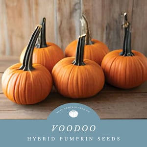 May include: Five orange pumpkins with black stems are displayed on a wooden surface. The pumpkins have ribbed surfaces and are of similar size. The text "VOODOO HYBRID PUMPKIN SEEDS" is at the bottom of the image.