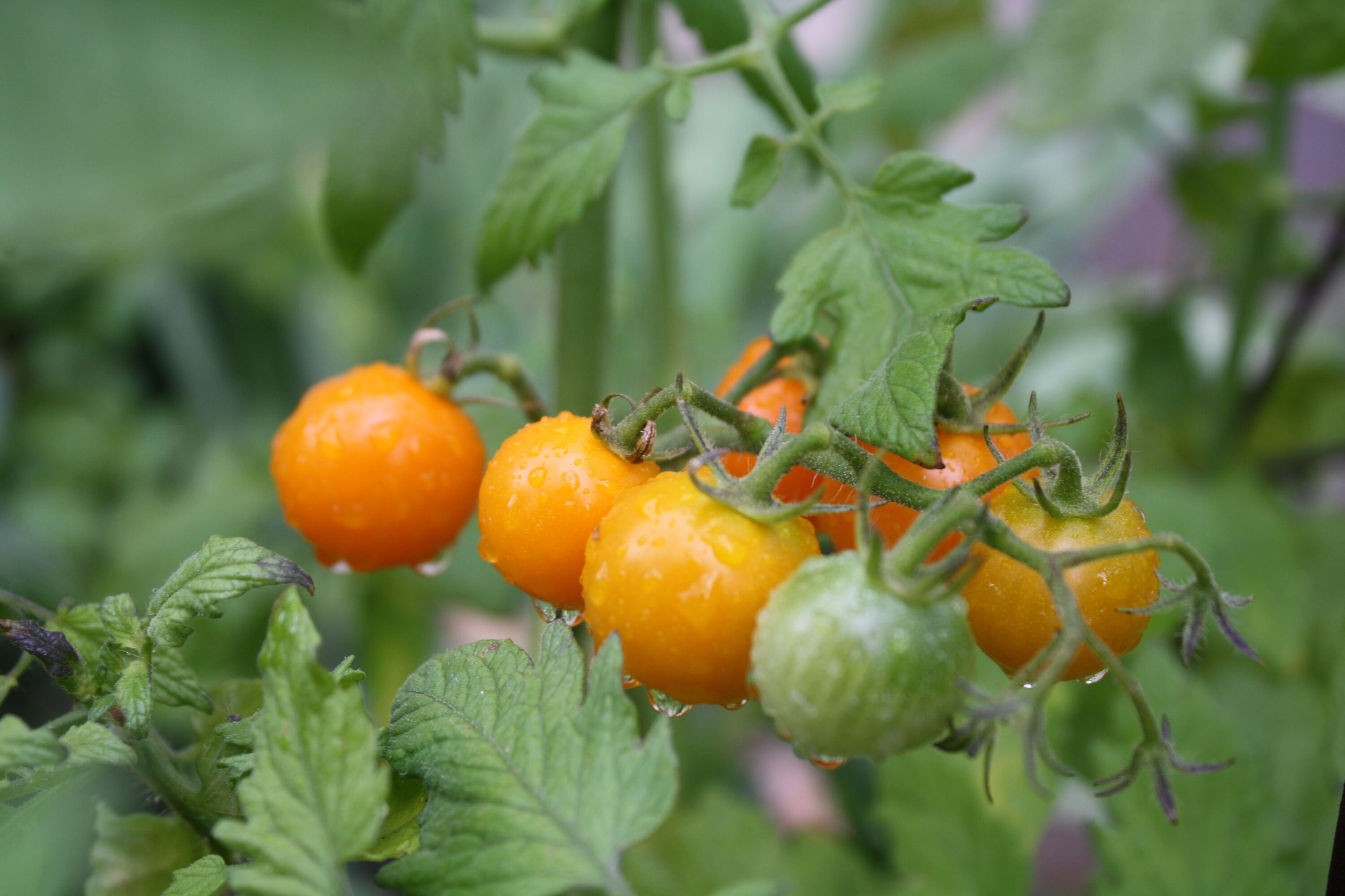 Organic Clementine tomato seeds orange cherry tomato organic Etsy