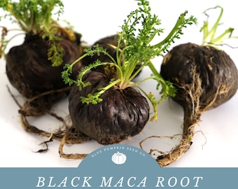 Black Maca root seed:Grow Your Own Peruvian Maca Root! - A Popular Staple In The Andes Mountains of Peru!