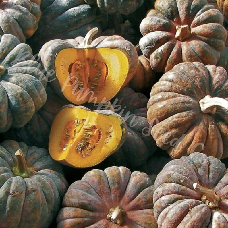 A large pile of Chirimen pumpkins with one sliced in half, exposing the seeds, and seed cavity inside.