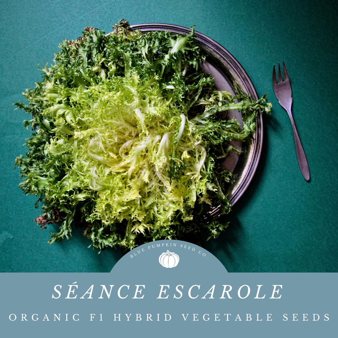 Séance Escarole F1 Hybrid, Organic Escarole, Endive, Broad Leaf Endive