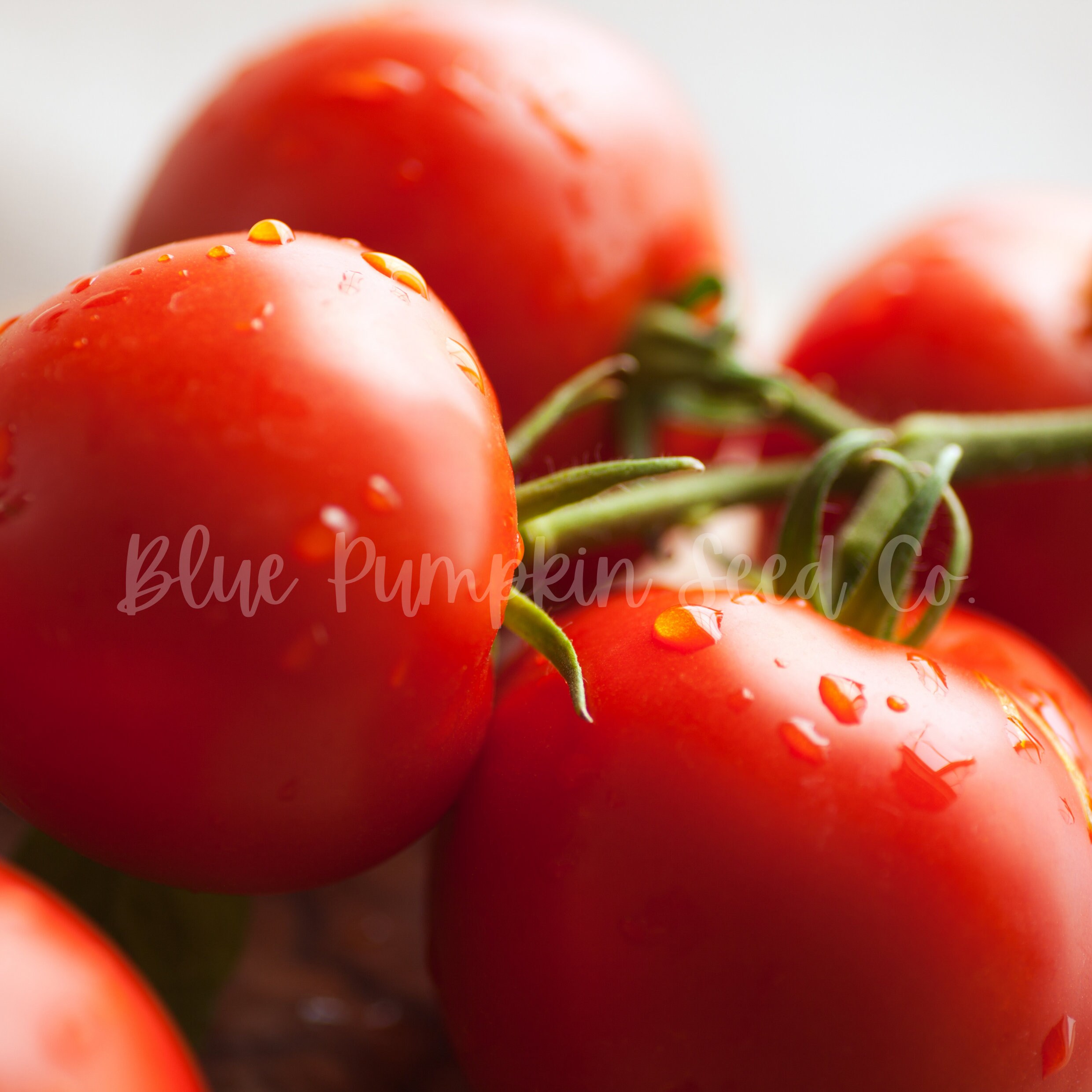 Early Girl Tomato F1 Hybrid Indeterminate French Better Etsy