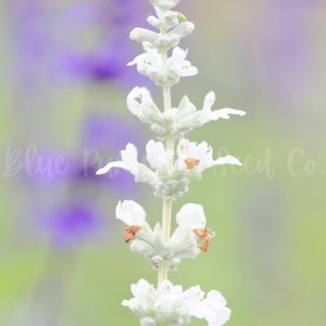 A close-up of Elegance ice lavender.