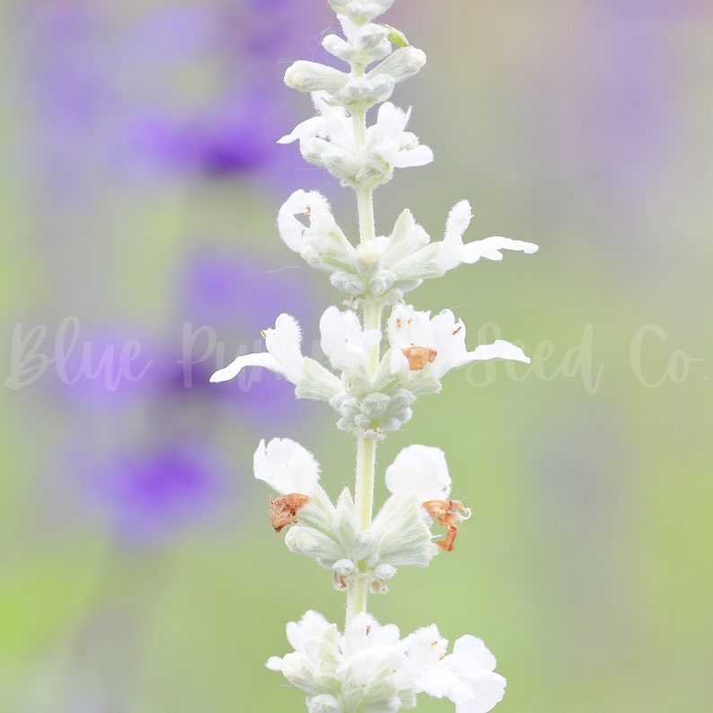 A close-up of Elegance ice lavender.