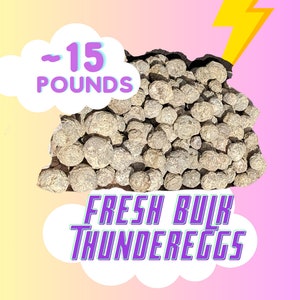 15 POUNDS Oregon Thundereggs, Rough Uncut Agate, Saw Cut Open Slab Your Own Unopened Rocks, Rockhound Gift, singles, multiples, Unwashed