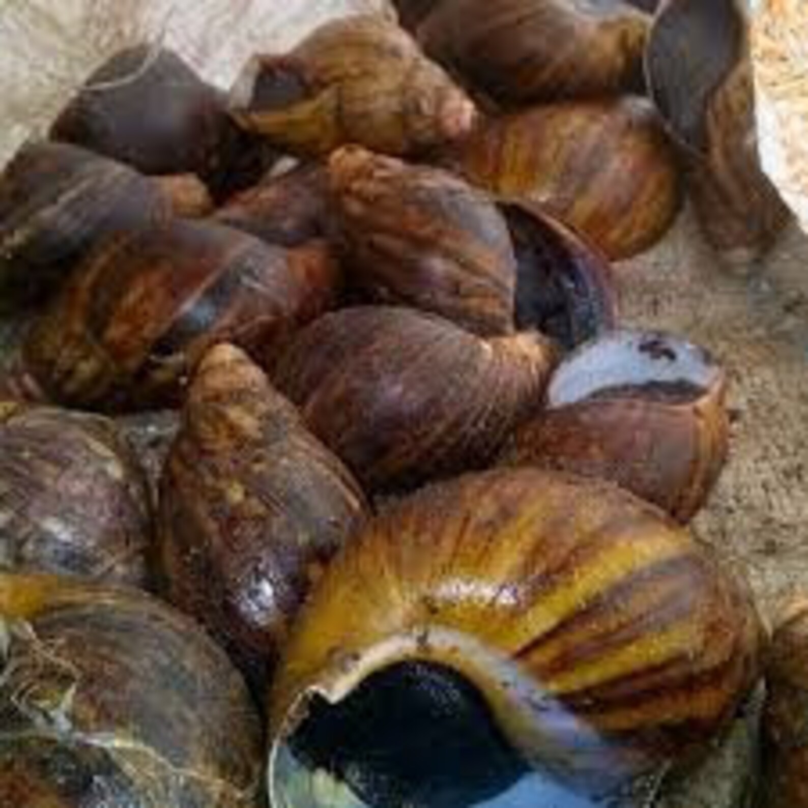 Oven dried snail / Snail / Igbin / Jumbo snail / smoked snail Etsy