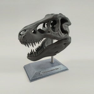 T-Rex Dinosaur Realistic Skull with stand 3D printed