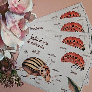 Postal de escarabajo de patata A6, tarjetas científicas vintage de bosque, 10,5 x 14,8 cm (4,1'' x 5,8'')