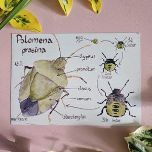 Postal GreenHemiptera A6, Insecto del bosque, Tarjetas científicas vintage, 10,5 x 14,8 cm (4,1'' x 5,8'')