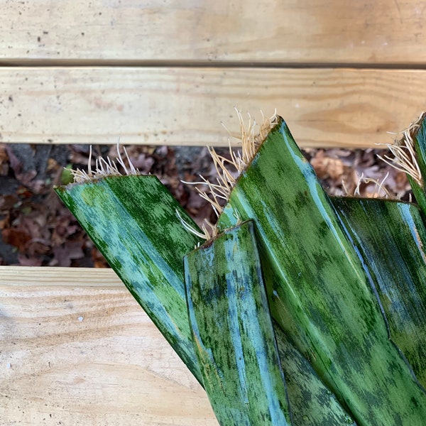 2 Rooted Snake Plant Cuttings Sansevieria Zeylanica (Ceylon Bowstring Hemp, Mother-In-Law’s Tongue, Devil’s Tongue)