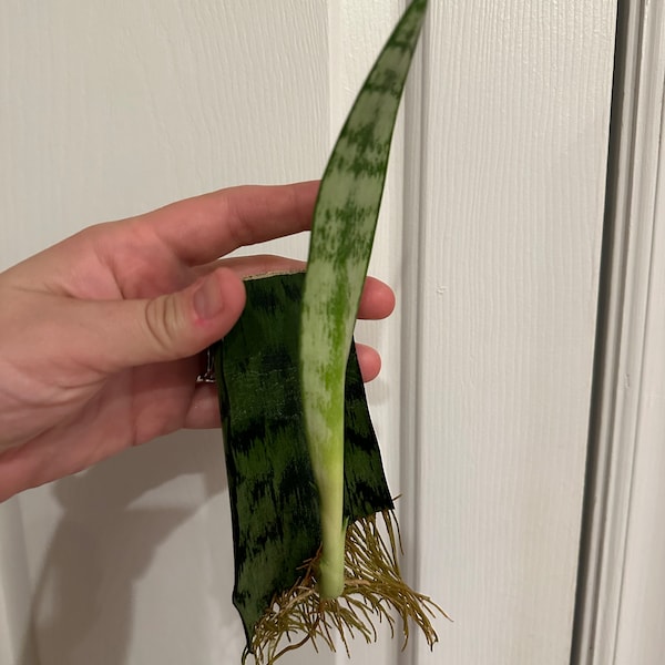 Rooted w/ New Growth! Snake Plant Cutting (1 pack) Sansevieria Zeylanica (Ceylon Bowstring Hemp, Mother-In-Law’s Tongue, Devil’s Tongue)