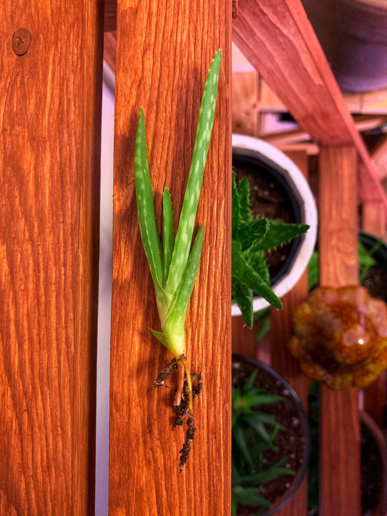 Aloe Vera Pups Freshly Dug to Order 3-5 inches w/ | Etsy