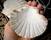Scallop Shell large Incense Vessel Altar Decoration