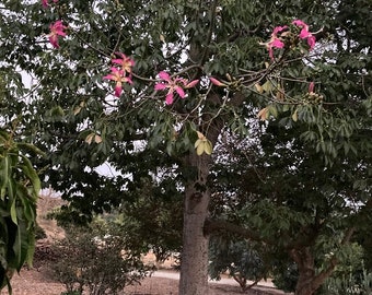 Silk Tree Seeds Etsy