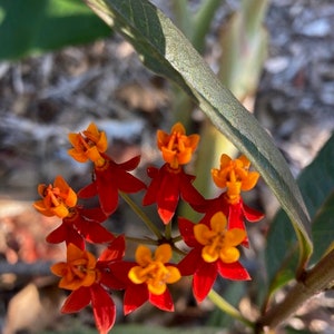 50 Milkweed Seeds