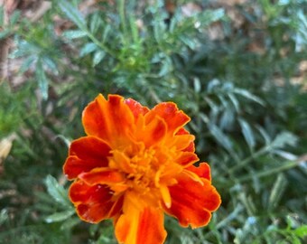 200 French Marigold Seeds