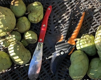 15 Cherimoya/Atemoya Seeds