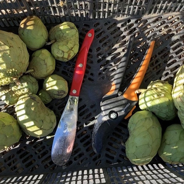 15 Cherimoya/Atemoya Samen