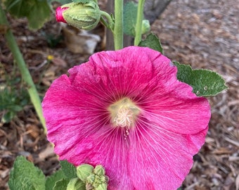 GRAPE 11 FT TALL GIANT DANISH HOLLYHOCK FLOWER SEEDS 30 GRAPE 11 FT TALL GIANT DANISH HOLLYHOCK FLOWER SEEDS 30