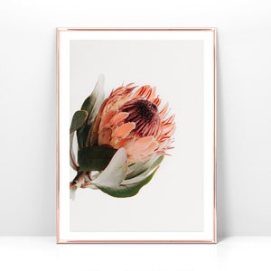 Printable pink Protea photo,  minimal Botanical digital art print, Instant Download, Coral flower print