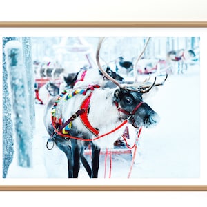 Foto de rena para impressão, arte de parede de Natal Download instantâneo, impressão digital de inverno horizontal