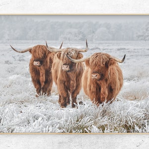 Druckbares Foto von 3 Highland Kühe im Schnee, Winter Bauernhaus Dekor, horizontaler Digitaldruck, Sofort Download