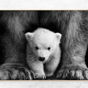 Download printable bear cub photo digital print