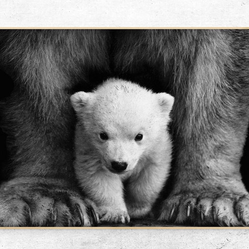 Download Printable Bear Cub Photo Digital Print - Etsy