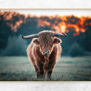 Printable Highland cow photo, Farmhouse decor, Horizontal Digital Print, Instant Download