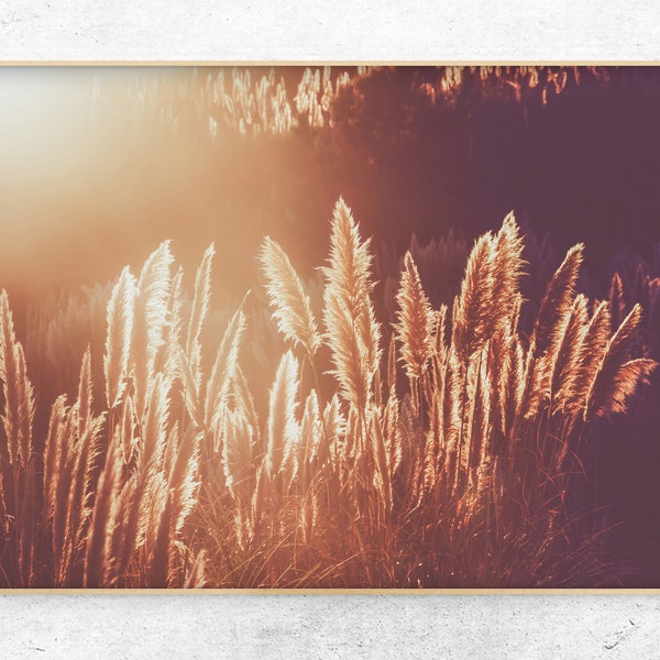 Pampas Grass Photo Etsy