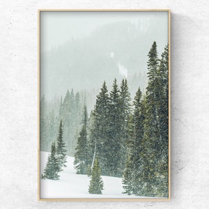May include: A framed photograph of a snowy forest scene with tall evergreen trees. The trees are covered in snow and the ground is white. The photo is taken from a low angle, looking up at the trees.