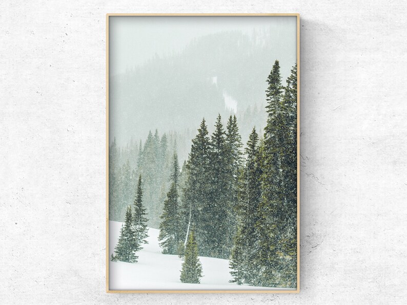 May include: A framed photograph of a snowy forest scene with tall evergreen trees. The trees are covered in snow and the ground is white. The photo is taken from a low angle, looking up at the trees.