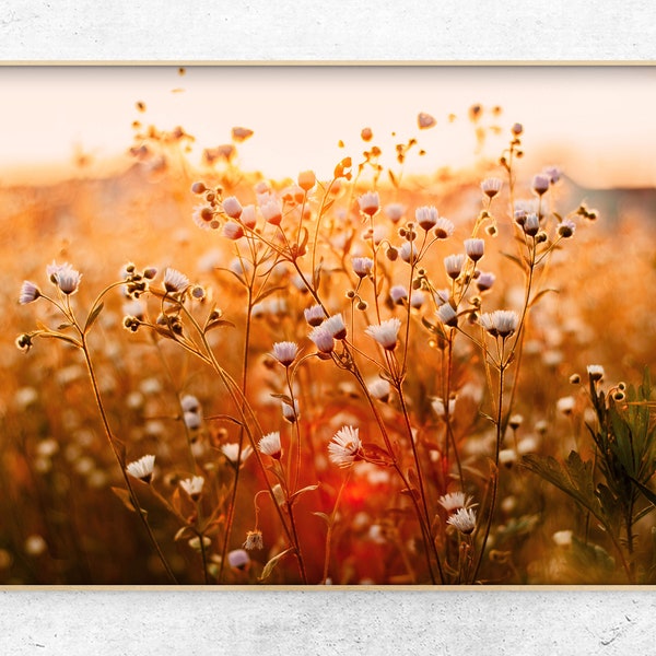White wildflower field photo, Floral digital art print - Instant Download