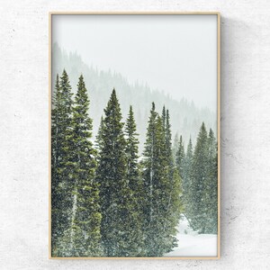 May include: A framed photograph of a snowy forest scene with tall evergreen trees. The trees are covered in snow and the background is a hazy white.