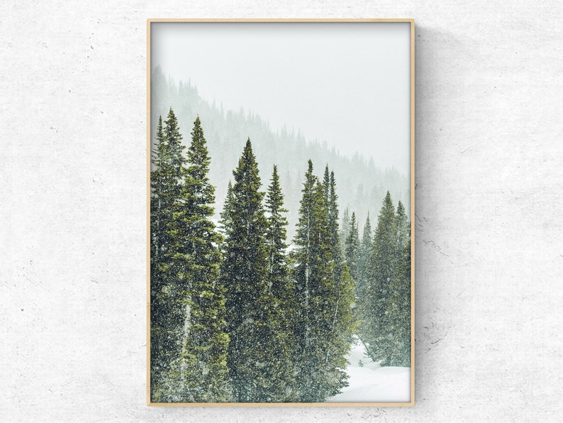 May include: A framed photograph of a snowy forest scene with tall evergreen trees. The trees are covered in snow and the background is a hazy white.