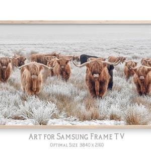 May include: A group of Highland cattle stand in a snowy field. The cattle are brown and white with long, shaggy fur. The field is covered in a layer of frost.