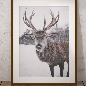 SET OF 6 Winter Forest Prints , Reindeer Photo, Log Cabin , Christmas ...