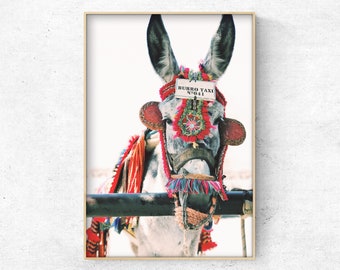 Printable boho donkey photo - colourful animal portrait, Download digital animal print, boho gallery wall