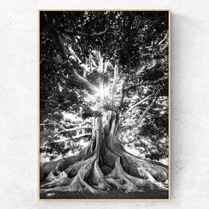 Printable Forest Photo , black and white Farmhouse decor, Tree Digital Print, Instant Download