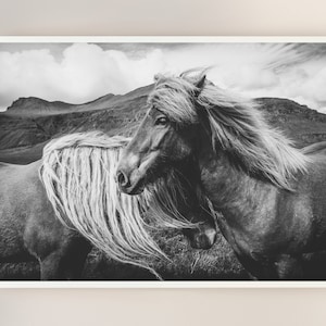 Printable black and white horse photo, Animal Digital print, Nordic nature Instant Download