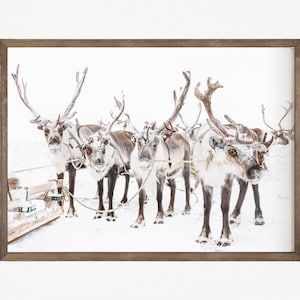 Printable photo reindeer group in the snow , horizontal winter digital print, Instant Download