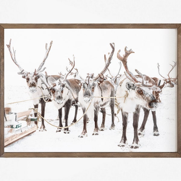 Printable photo reindeer group in the snow , horizontal winter digital print, Instant Download