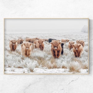 Printable Photo of a Highland cow herd in the snow, winter Farmhouse decor Digital Print, Instant Download