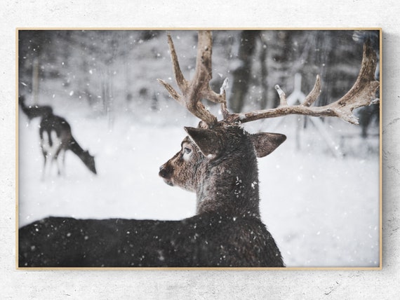 Download Printable Photo Reindeer in the Snow Horizontal | Etsy