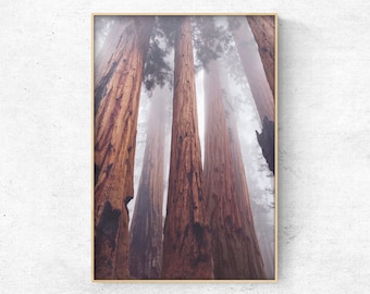 Printable Photo Sequoia Redwood trees forest in the fog,  California nature vertical photo art print, Instant Download