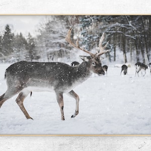 Download printable photo reindeer walking in the snow digital print