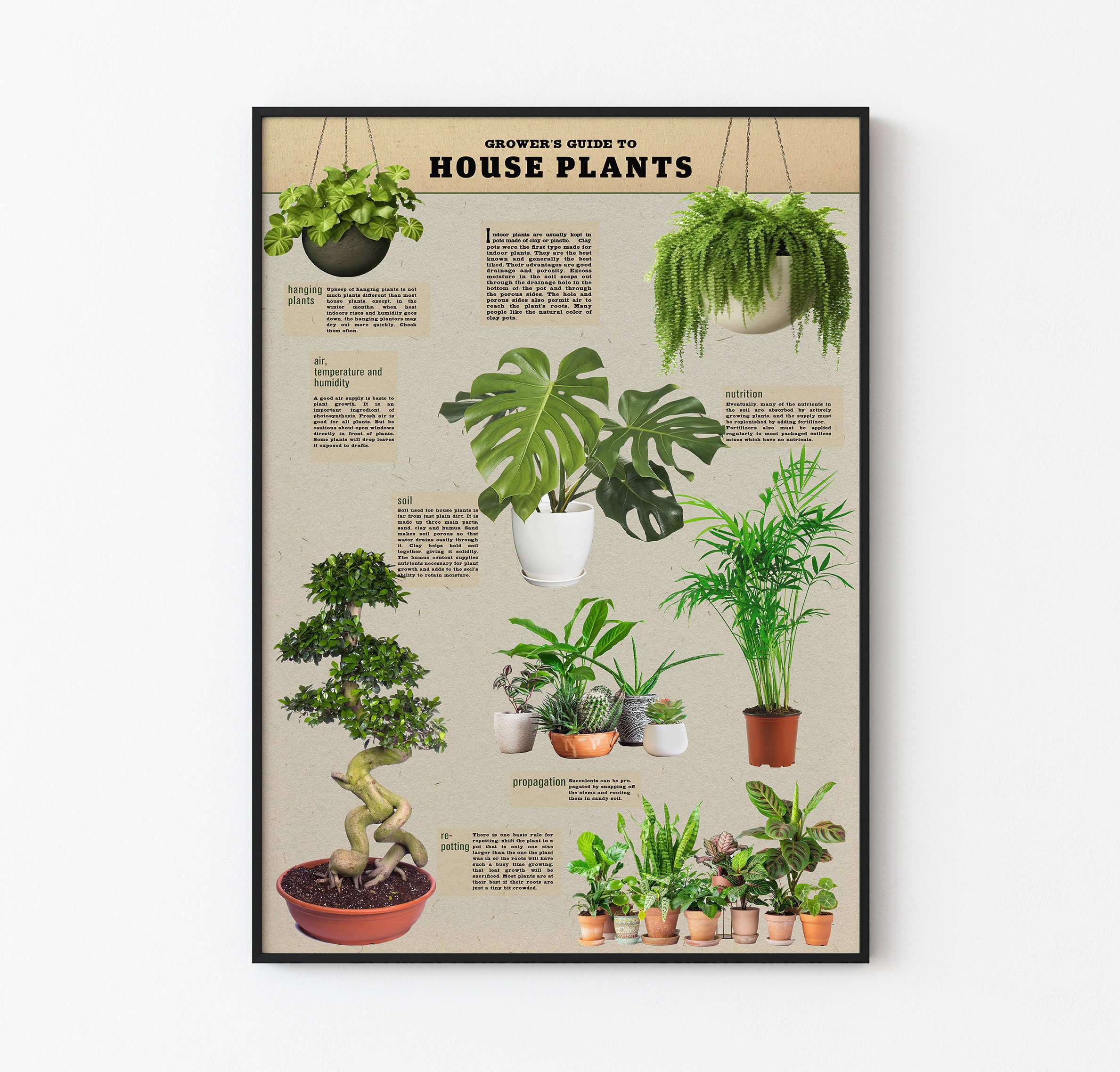 care for pothos pearls and jade Pearls and Jade Pothos (Epipremnum Aureum) Care main image 1
