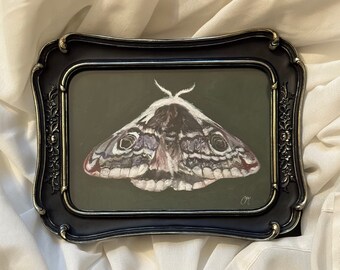 Emperor Moth framed watercolor on paper.