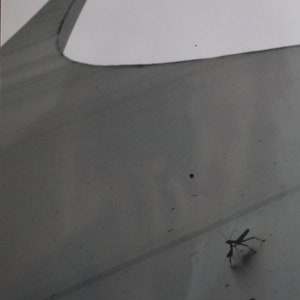 Cartão Em Branco Memorial da Força Aérea dos EUA Washington DC Praying Mantis Preto e Branco
