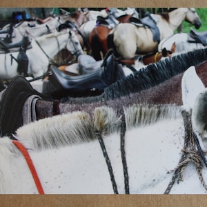 May include: A photograph of horses with saddles, tightly packed together. The horses display a range of coat colours, including white, brown, and grey. The image is framed within a brown cardboard border.